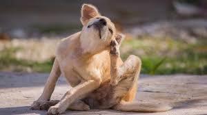 Flea and Tick Prevention