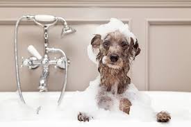 Bathing/Grooming Supplies