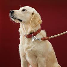 Collars & Leashes