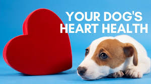 Heartworm Prevention