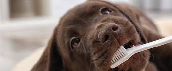 Oral Health
